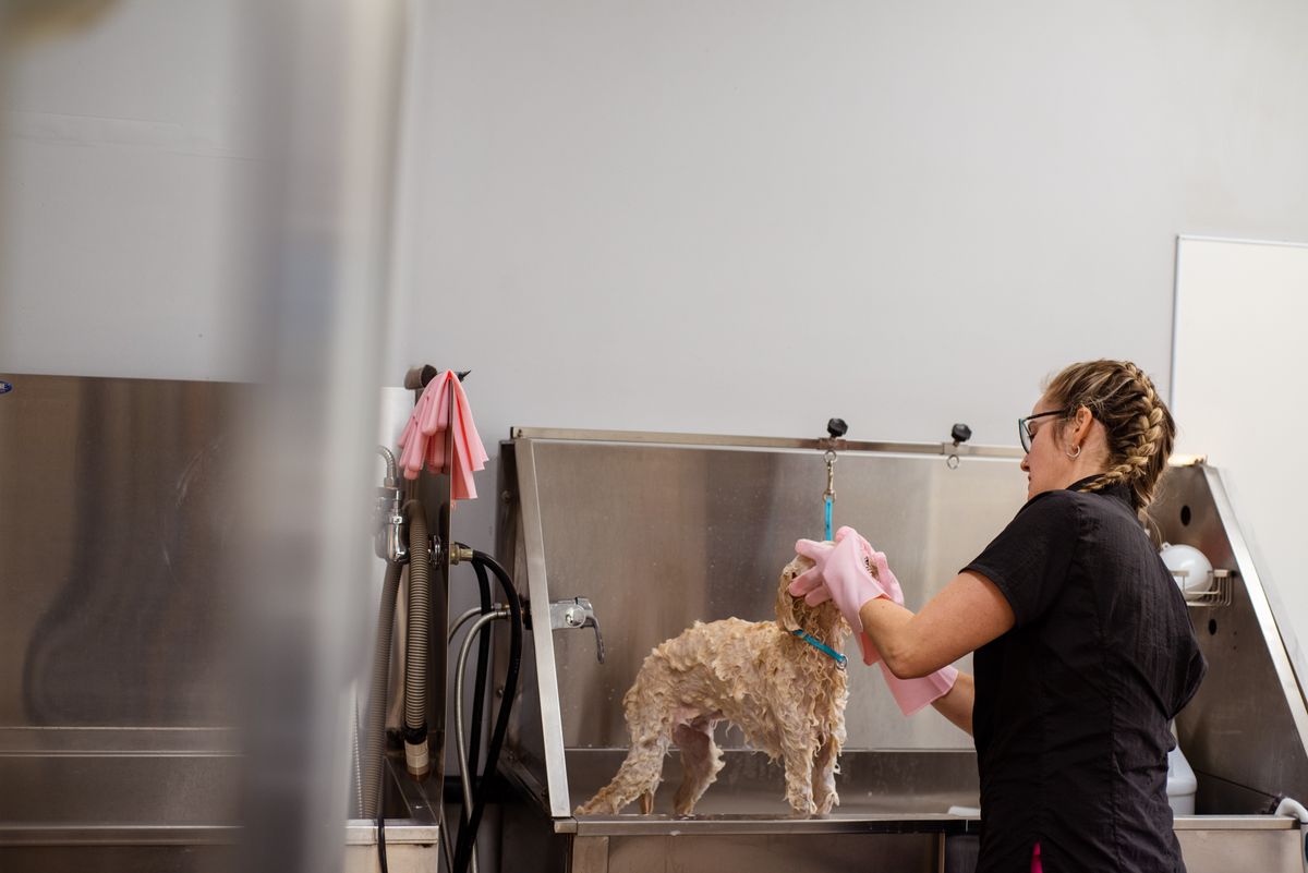 Original OCDIR directory artwork for Zuri Pet Spa & Resort — not a business photograph