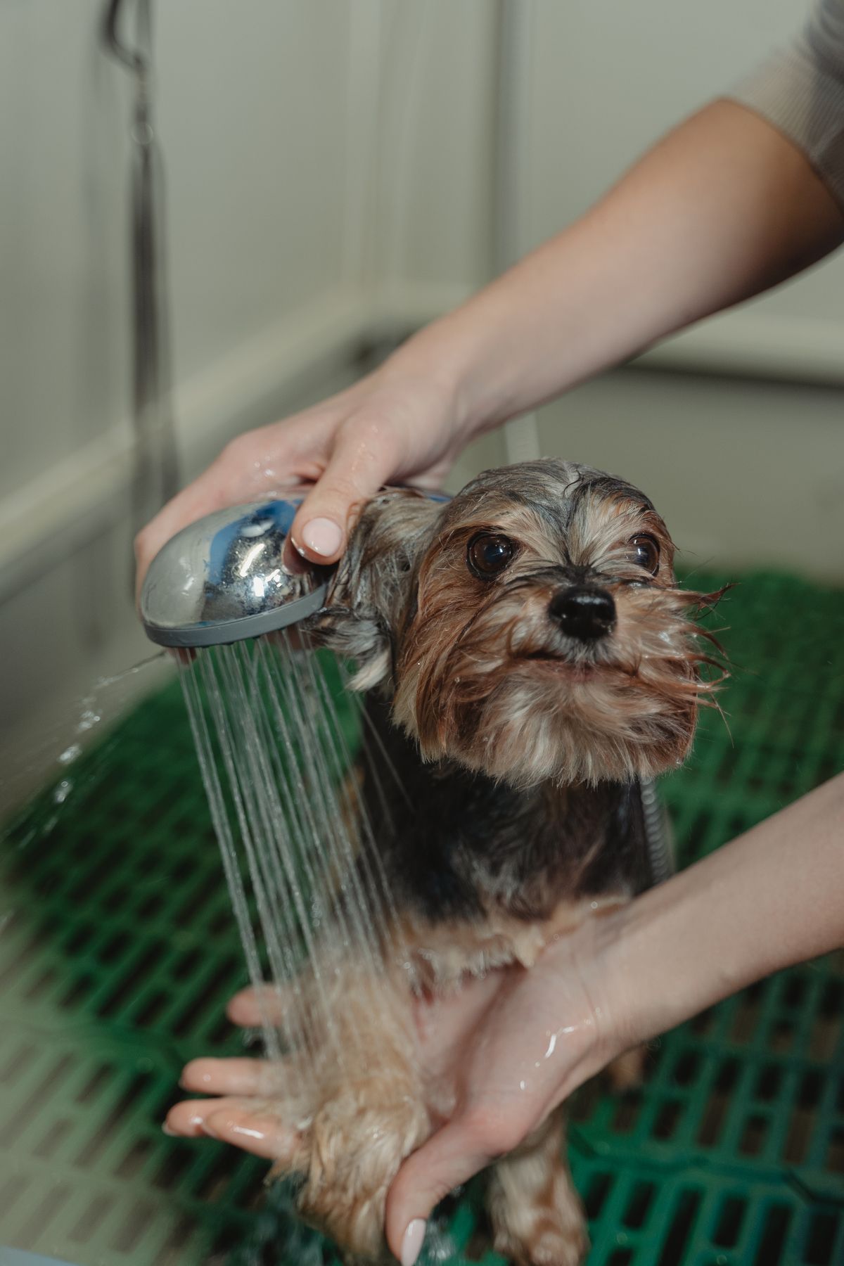 Original OCDIR directory artwork for Paws Pet Resorts — not a business photograph