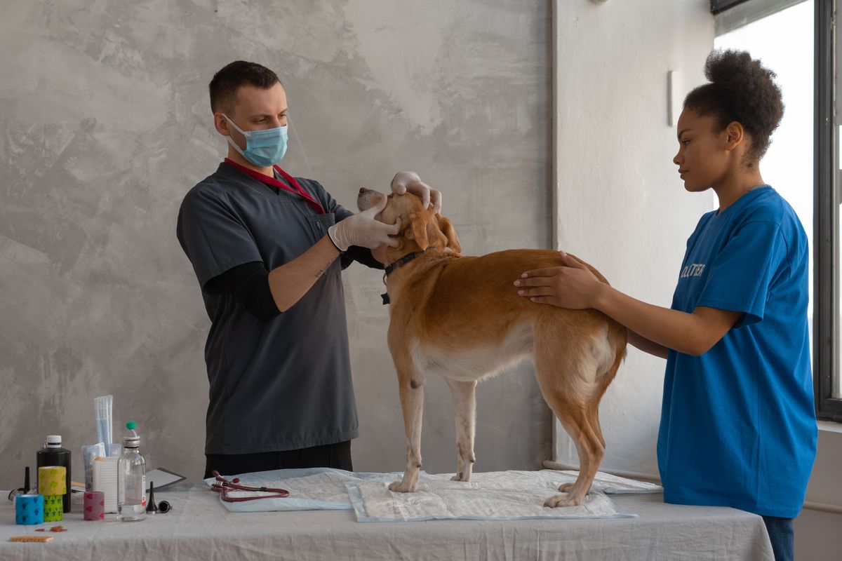Original OCDIR directory artwork for Ortega Animal Care Center — not a business photograph