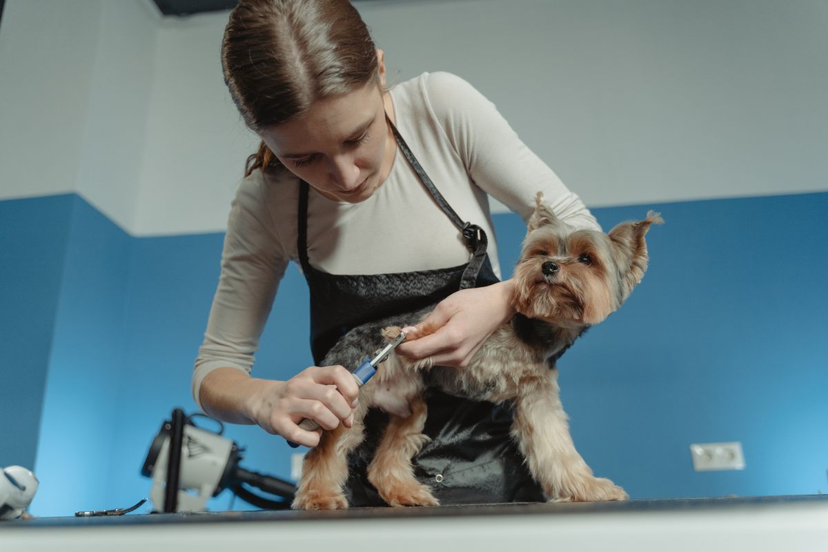 Pawradise Grooming — Yorba Linda — cover image