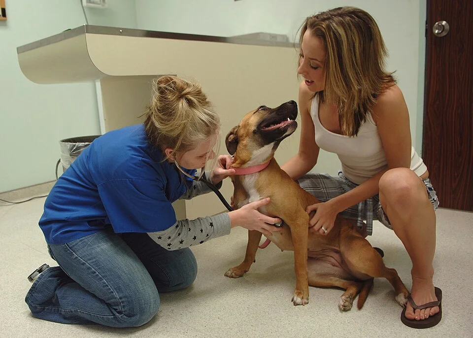 Veterinary technician examining a dog — real photograph