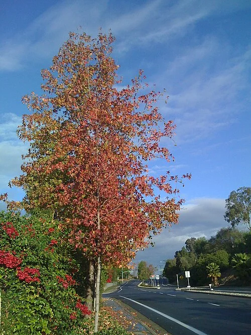 Laguna Niguel road and landscape — real photograph